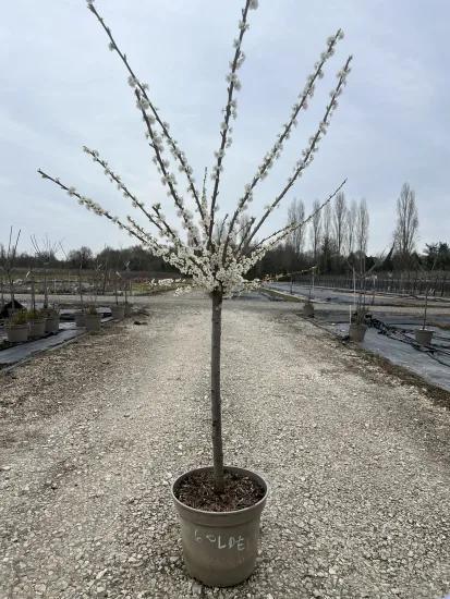 Prunier 'Quetsche alsace' — Pot 12L Gobelet