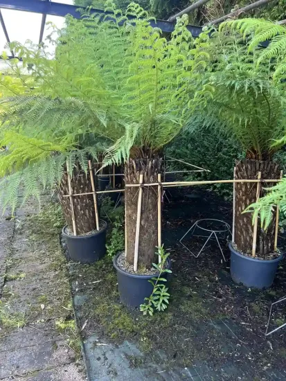 Fougère arborescente — Pot 55L