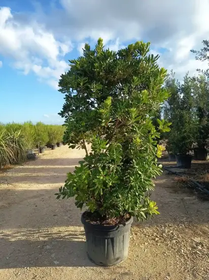 Pittospore du Japon (Pittosporum tobira) — grand arbuste dense en pot noir, vue entière · Pot 110L