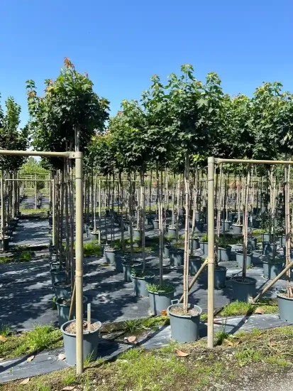 Érable plane 'Globosum' (Acer platanoides) — alignement d’arbres tuteurés en pots de pépinière · Pot 30L Tige 6/8