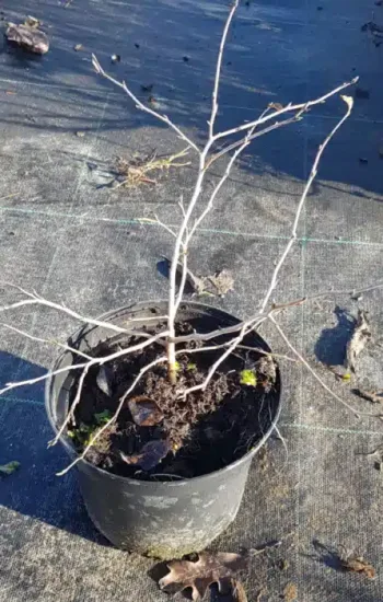 Plaqueminier nain (Diospyros rhombifolia) — jeune arbuste défeuillé en pot plastique noir · Pot 2.5L