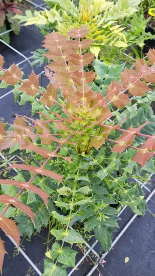 Mahonia 'soleil d'hiver' (Mahonia × media) — feuillage piquant vert et bronze en rosette · Pot 3L Touffe