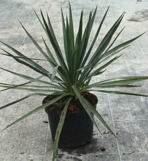 Yucca glorias (Yucca gloriosa) — plante graphique à longues feuilles étroites en pot · Pot 3L