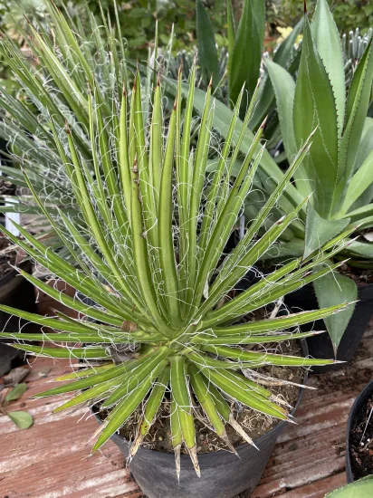 Agave multifilifera — Pot 5L