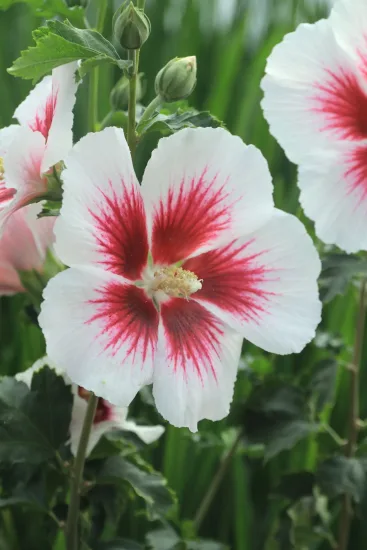 Althéa 'Hibisa blanco'