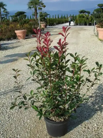 Photinia Fraseri Carré Rouge — arbuste en pot sur allée de pépinière · Pot 10L