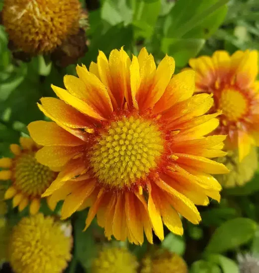 Gaillarde 'Sun'