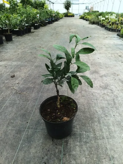 Kumquattier rond 'Meiwa'