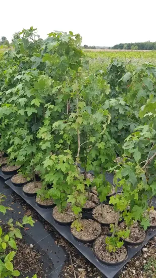 Copalme d'Amérique (Liquidambar styraciflua) — jeunes arbustes feuillus alignés en pots noirs · Pot 3L Baliveau