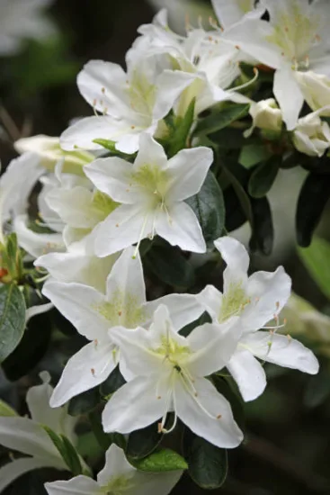 Azalée de chine 'Viscosum blanc'
