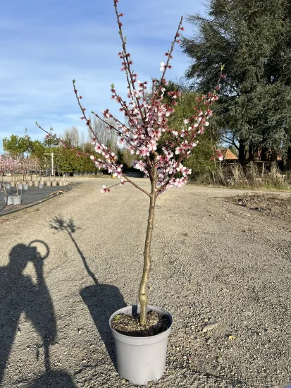 Amandier 'Texas' — Pot 10L Gobelet