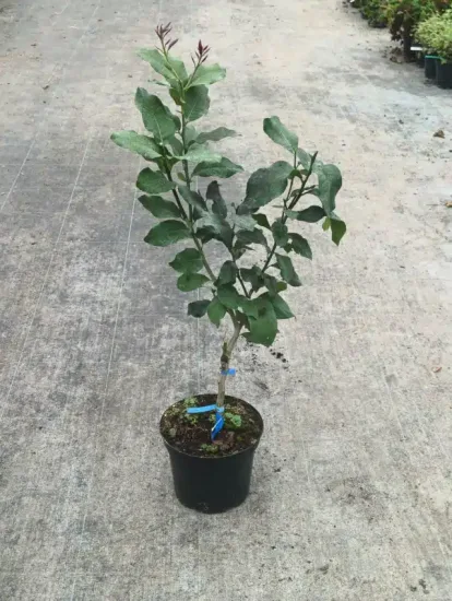 Citronnier 'Florentina' — Pot 5L Tige