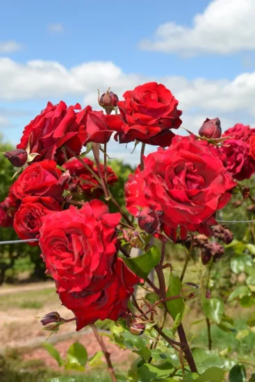 Rosier 'Messire delbard '