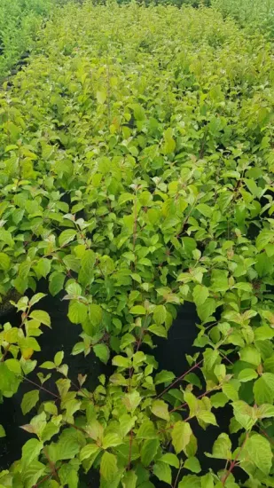 Cornouiller sanguin 'Midwinter fire' (Cornus sanguinea) — denses jeunes tiges feuillues vertes en pépinière · Pot 3L