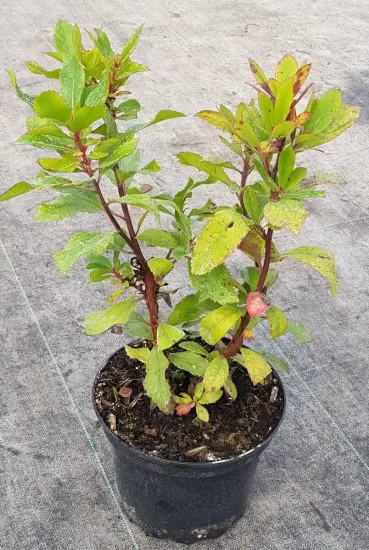 Arbousier. arbre aux fraises 'Rubra' (Arbutus unedo) — jeune arbuste au feuillage vert en pot · Pot 2.5L