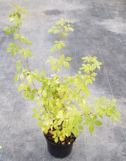 Eleuthérocoque de siebold 'Variegatus' (Eleutherococcus sieboldianus) — jeune arbuste au feuillage panaché vert clair · Pot 3L Touffe