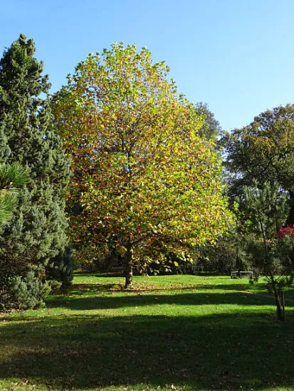 Platane commun