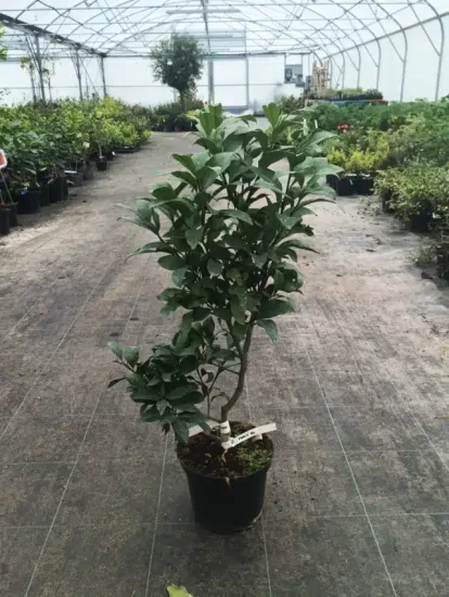 Citronnier 'Lunario' (Citrus limon) — arbuste vert en pot sur allée de pépinière · Pot 5L Touffe