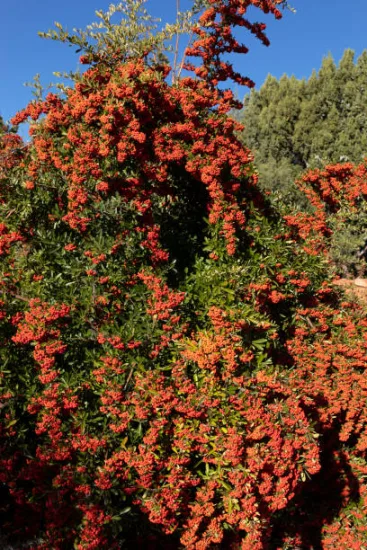 Buisson-ardent 'Orange cadange'