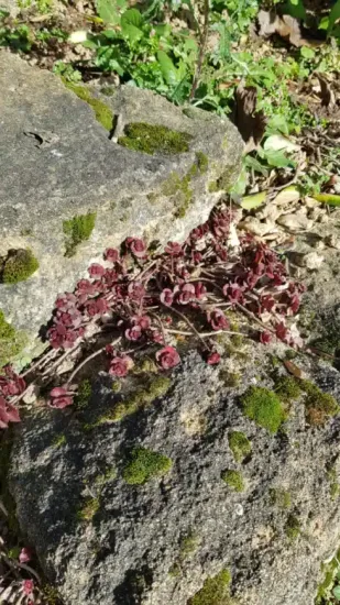 Orpin/sedum bâtard
