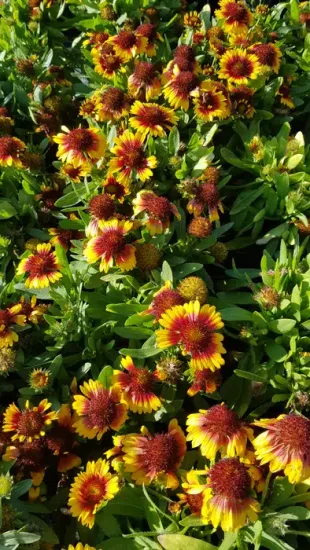 Gaillarde 'Sun'