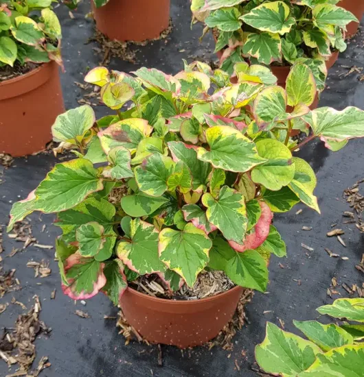 Houttuynia 'Chameleon' (Houttuynia cordata) — plant au feuillage panaché vert jaune rosé en pot · Pot 3L