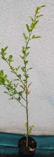 Citrange 'Carrizo' (Citrus sinensis) — jeune tige dressée avec feuillage vert · Pot 2.5L Baliveau