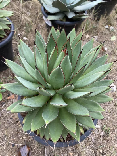 Agave red edge — Pot 10L