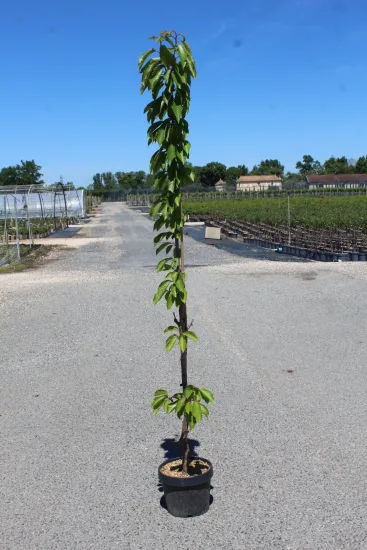 Cerisier 'Shangai' — Pot 7.5L