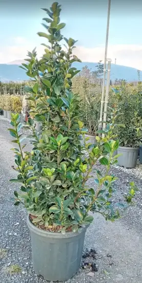 Fusain du japon (Euonymus japonicus) — arbuste dense en pot dans pépinière graviers · Pot 15L