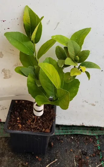 Citron vert 'Mexicana'