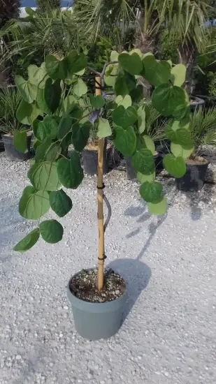 Gainier du canada 'Lavender twist' (Cercis canadensis) — jeune arbre pleureur en pot sur gravier · Pot 10L Mini-tige