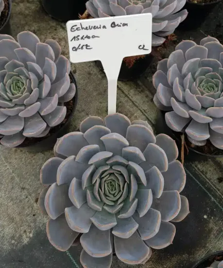 Echeveria 'Orion'