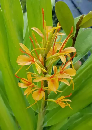 Gingembre ornemental 'Tara'