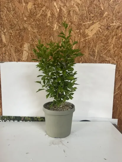 Hibiscus des marais 'Tower white' — Pot 3,5L