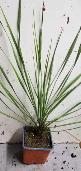 Yucca 'Saphire skies' (Yucca rostrata) — jeune plant dressé aux longues feuilles étroites · Godet