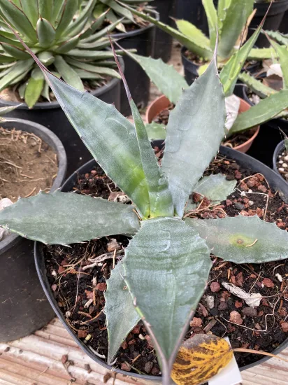 Agave salmiana — Pot 5L