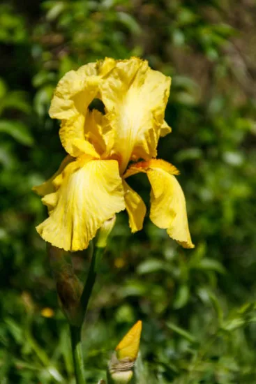 Iris 'Sun doll jaune'