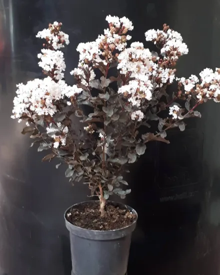 Lilas des indes 'Coconut sorbet'