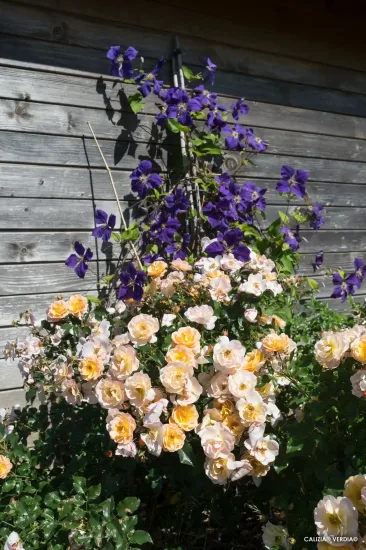 Rosier 'Calizia orange saumone '