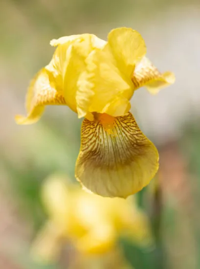 Iris 'Sun doll jaune'