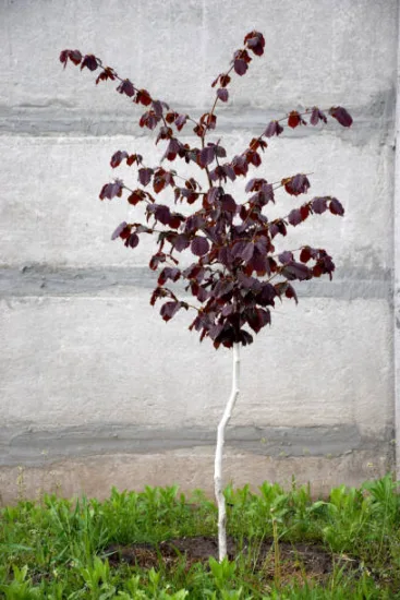 Bouleau noir 'Crimson frost'