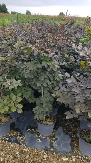 Hêtre commun 'Purpurea' (Fagus sylvatica) — jeunes arbres au feuillage pourpre alignés en pots · Pot 8L Baliveau