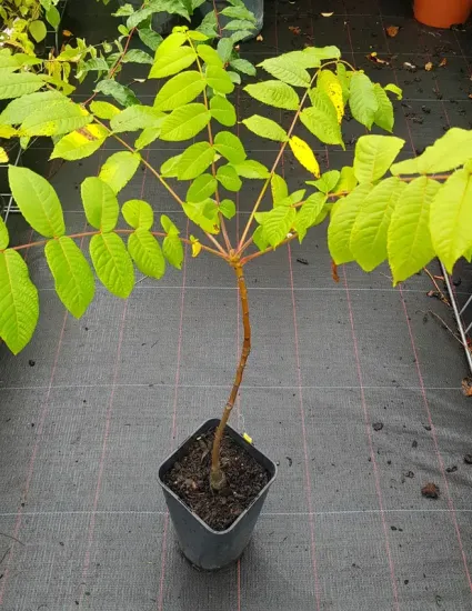 Noyer noir (Juglans nigra) — jeune arbre au feuillage clair en pot plastique · Pot 2L