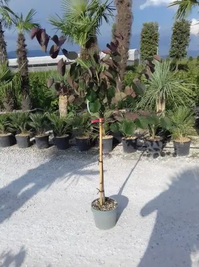 Gainier du canada 'Merlot' (Cercis canadensis) — jeune arbre en pot sur allée gravillonnée · Pot 10L Mini-tige
