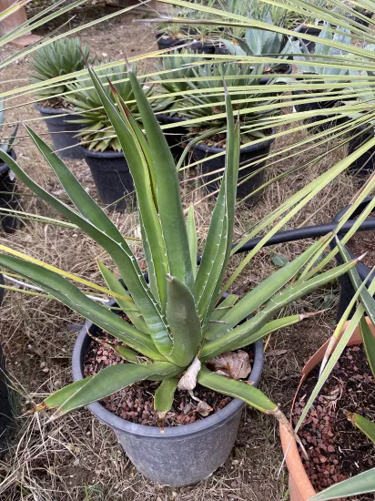 Agave du chihuahua (Agave lechuguilla) — plante succulente à longues feuilles pointues en pot · Pot 10L