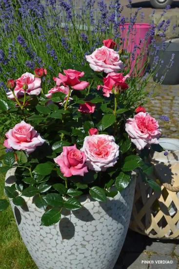 Rosier 'Pink voluptia '
