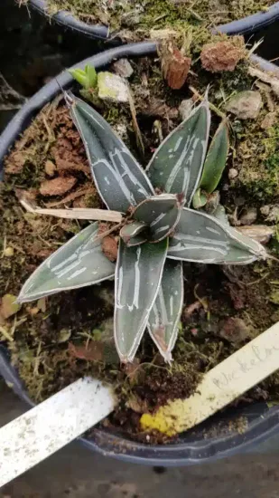 Agave (Agave nickelsiae) — rosette de feuilles épaisses striées en pot · Pot 2.5L