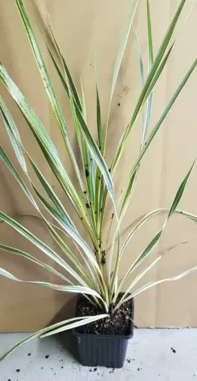 Faux-Dragonnier 'Torbay Dazzler' (Cordyline australis) — jeune plante dressée à longues feuilles panachées · Godet