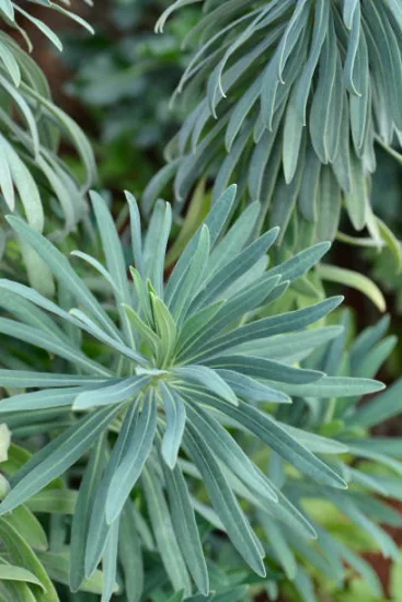 Euphorbe 'Glacier blue'